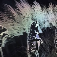 Teamlab Borderless Mori Building
