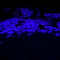 Teamlab Borderless Mori Building