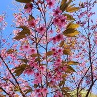 บรรยากาศ ศูนย์วิจัยเกษตรหลวงเชียงใหม่ (ขุนวาง)