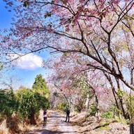 บรรยากาศ ศูนย์วิจัยเกษตรหลวงเชียงใหม่ (ขุนวาง)