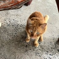 เมนูของร้าน ครัวน้องเพ็ญ ร้านอาหารอร่อยมวกเหล็ก สระบุรี มวกเหล็ก