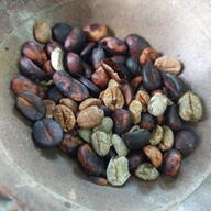 Akha Mino Coffee Chiangrai