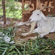 วัดสวนแก้ว