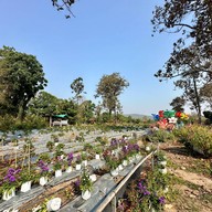 ไร่สตรอว์เบอร์รี พีอาร์ 495