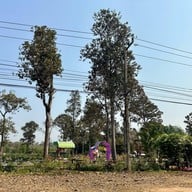 ไร่สตรอว์เบอร์รี พีอาร์ 495
