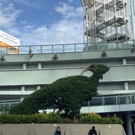 Oasis 21