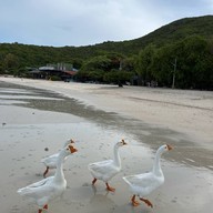 หาดเทียน เกาะล้าน