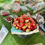 ไร่สตรอว์เบอร์รี พีอาร์ 495