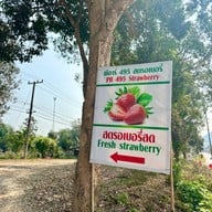 ไร่สตรอว์เบอร์รี พีอาร์ 495