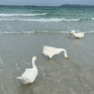 หาดเทียน เกาะล้าน