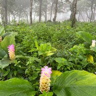 ผาสุดแผ่นดิน