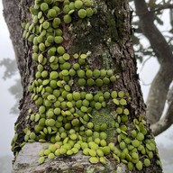 ผาสุดแผ่นดิน