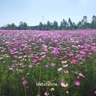 Enjoy Flowers By Anon
