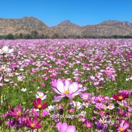 Enjoy Flowers By Anon