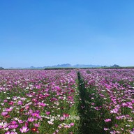 บรรยากาศ Enjoy Flowers By Anon