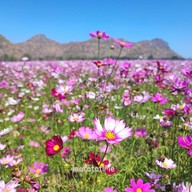 บรรยากาศ Enjoy Flowers By Anon