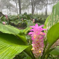 ผาสุดแผ่นดิน