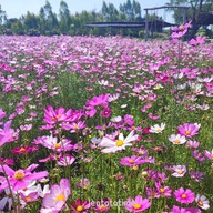 บรรยากาศ Enjoy Flowers By Anon