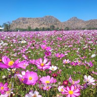 บรรยากาศ Enjoy Flowers By Anon