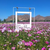 บรรยากาศ Enjoy Flowers By Anon