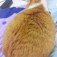 แมวน้อยตามสั่ง