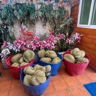 แม่มังกรซีฟู้ด ลาดพร้าว