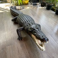 Café Amazon - DD286 สน.หจก.พี.เอส.ทีไพรัชบริการ