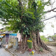 Cây đa (Banyan Tree)