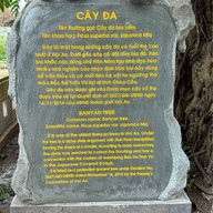 Cây đa (Banyan Tree)