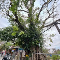 Cây đa (Banyan Tree)