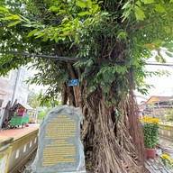 Cây đa (Banyan Tree)