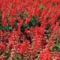 ยิ่งยงสวนดอกไม้