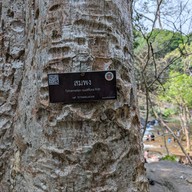 น้ำตกสำโรงเกียรติ