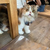 Caturday cat cafe
