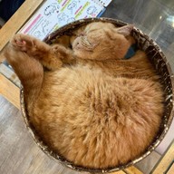 Caturday cat cafe