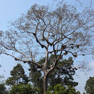 น้ำตกสำโรงเกียรติ