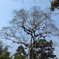 น้ำตกสำโรงเกียรติ