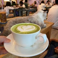 Caturday cat cafe
