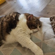 แมวหมึก Cat Cafe'