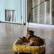 แมวหมึก Cat Cafe'