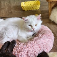 แมวหมึก Cat Cafe'