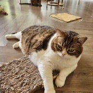 แมวหมึก Cat Cafe'