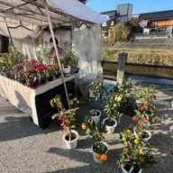 Miyakawa Morning Market