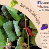 บรรยากาศ ไร่องุ่นศิวริทธิ์