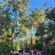 บรรยากาศ Giant Trees Alley - อุโมงค์ต้นไม้ เชียงดาว