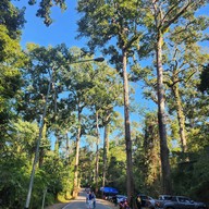 บรรยากาศ Giant Trees Alley - อุโมงค์ต้นไม้ เชียงดาว