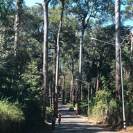 Giant Trees Alley - อุโมงค์ต้นไม้ เชียงดาว