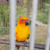 Canary Natural Resort