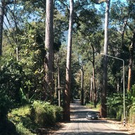 Giant Trees Alley - อุโมงค์ต้นไม้ เชียงดาว