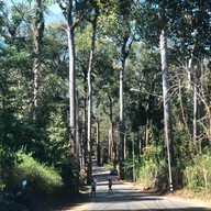 Giant Trees Alley - อุโมงค์ต้นไม้ เชียงดาว